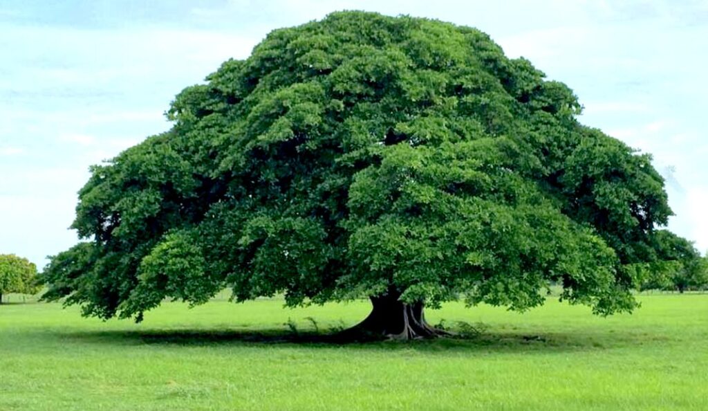 arbol madrono