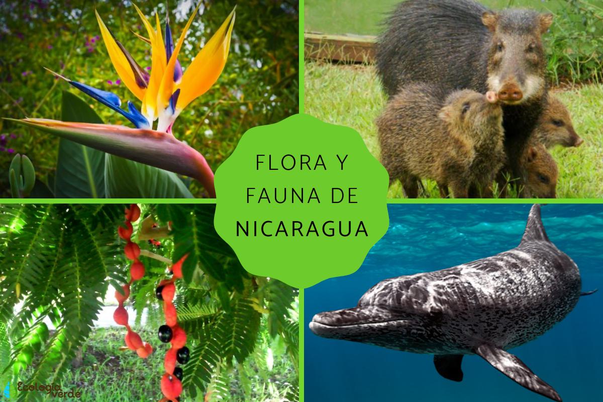 flora y fauna de nicaragua 3347 orig
