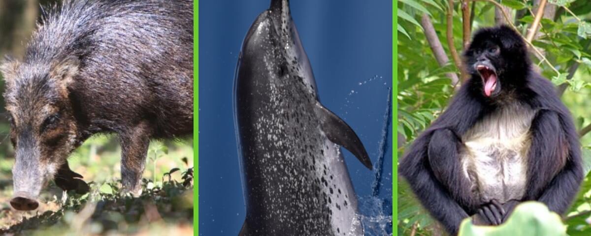 fauna de nicaragua 3347 2 orig