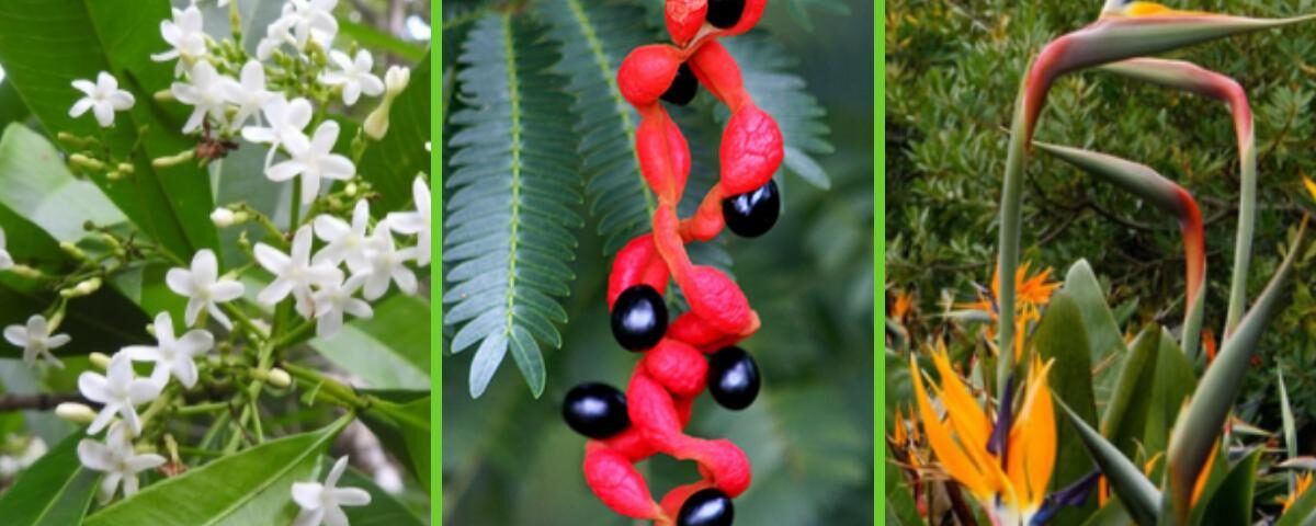 flora de nicaragua 3347 1 orig